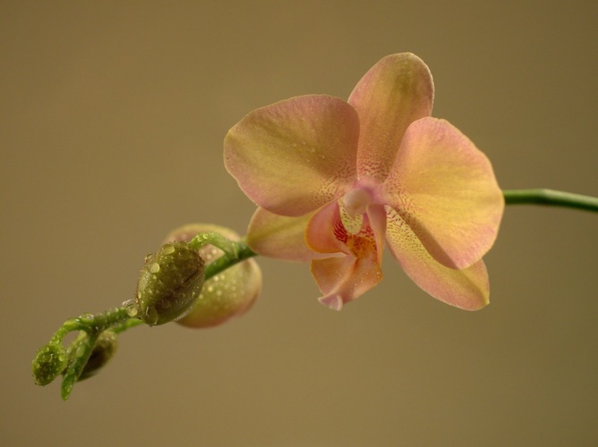 Phalaenopsis