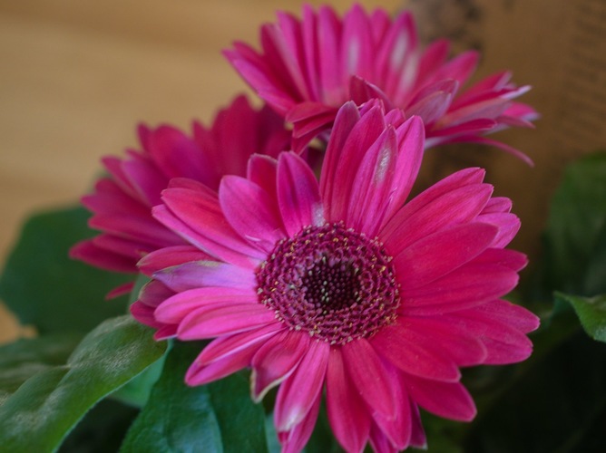 Gerbera