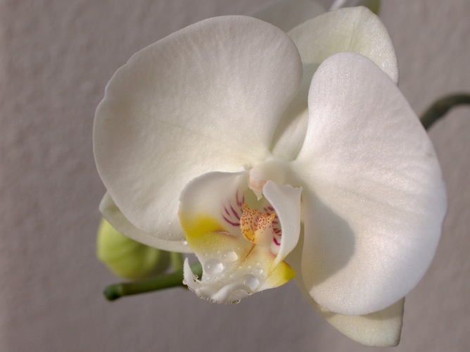 Orchidea  Phalaenopsis