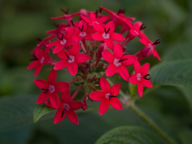 Ixora