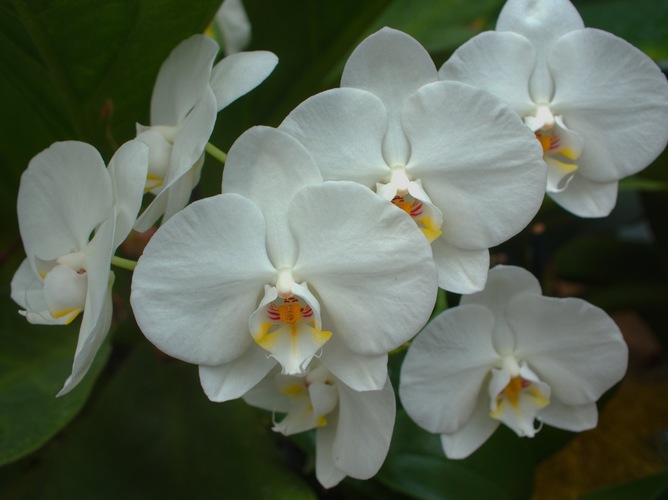 Phalaenopsis 