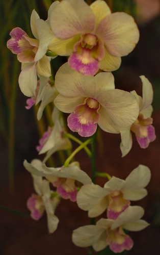 Orchidea