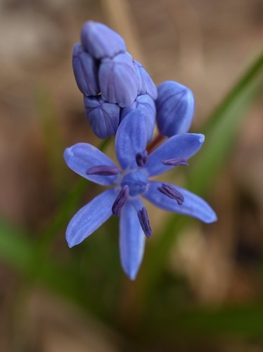 Scila  dvojlistá