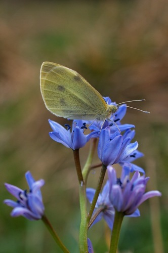Jarné pohladenie
