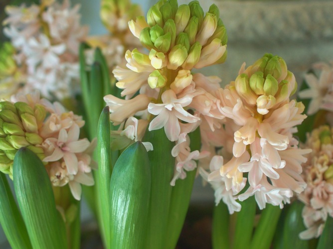 Hyacinty