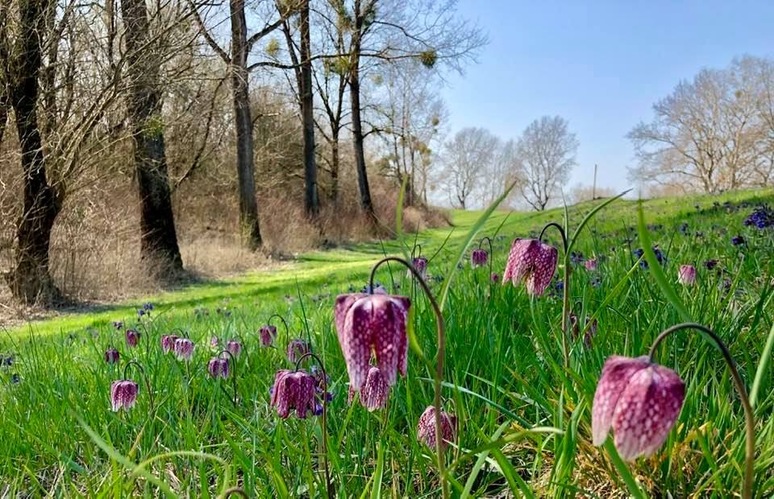 Kvety kvitnú všade pre každého , kto ich chce vidieť 🌿🌸
