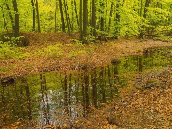 Jarný  les🌿