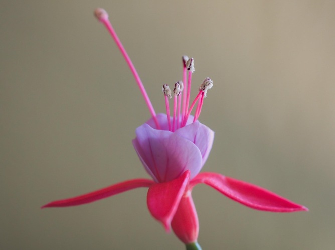 Fuksia 