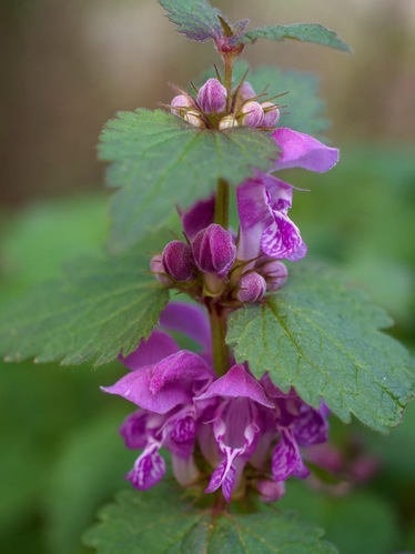 Hluchavka purpurová