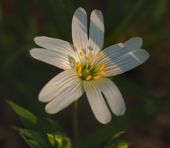 Hviezdica  veľkokvetá