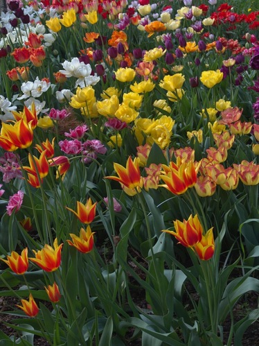 Tulipánová   krása🌷