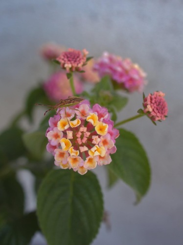 Lantana