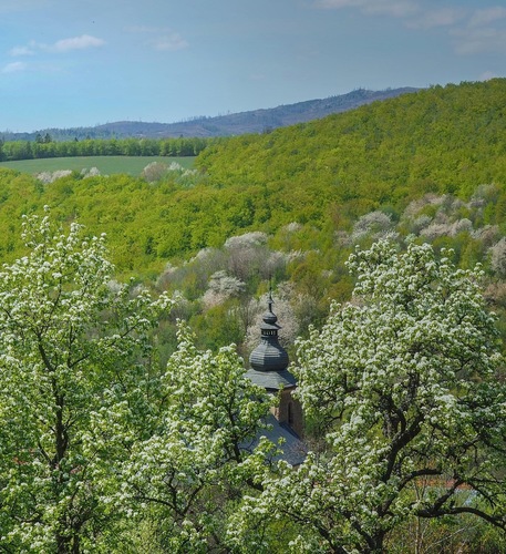 Rozkvitnutá  Brdárka 