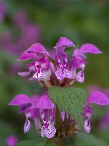 Hluchavka purpurová