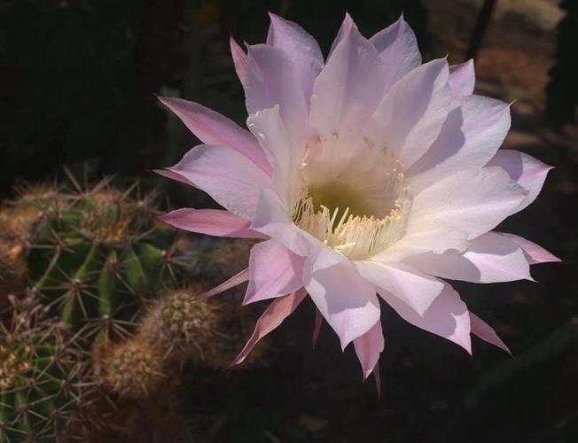 Očarujúci kaktus Echinopsis