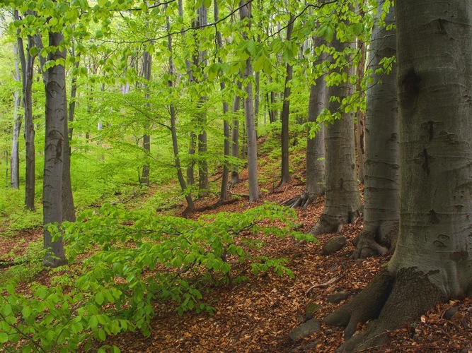 Bukový les🌿