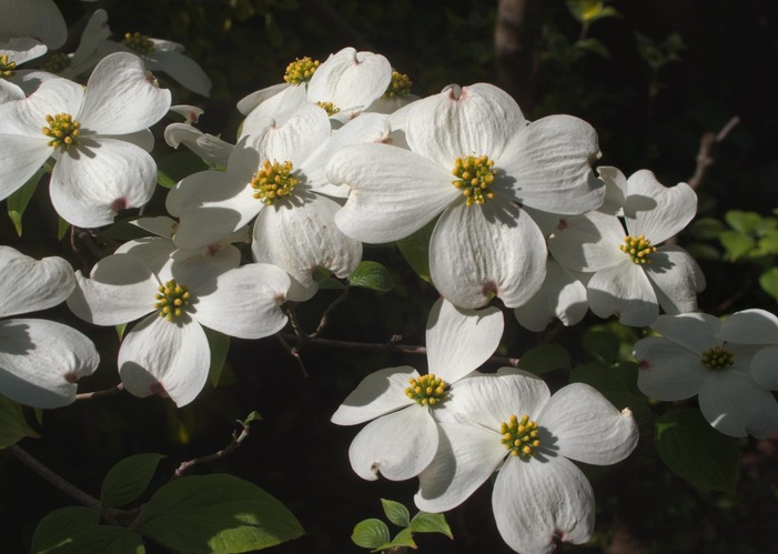Drieň kvetnatý ( Cornus Florida).