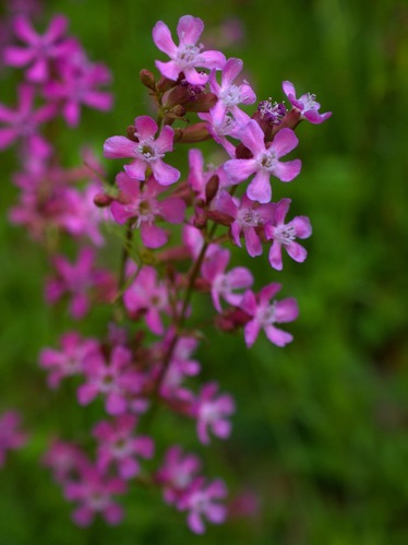 Smolnička