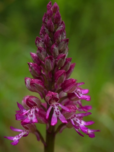 Vstavač vojenský/ Orchis militaris