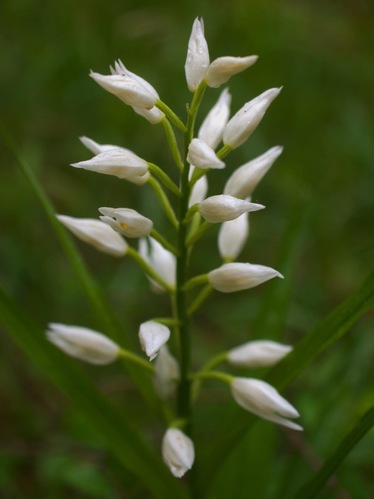 Prilbovka dlholistá/Cephalathera longifolia