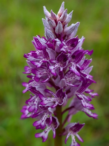 Vstavač vojenský/ Orchis militaris