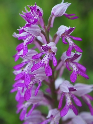 Vstavač vojenský/Orchis militaris