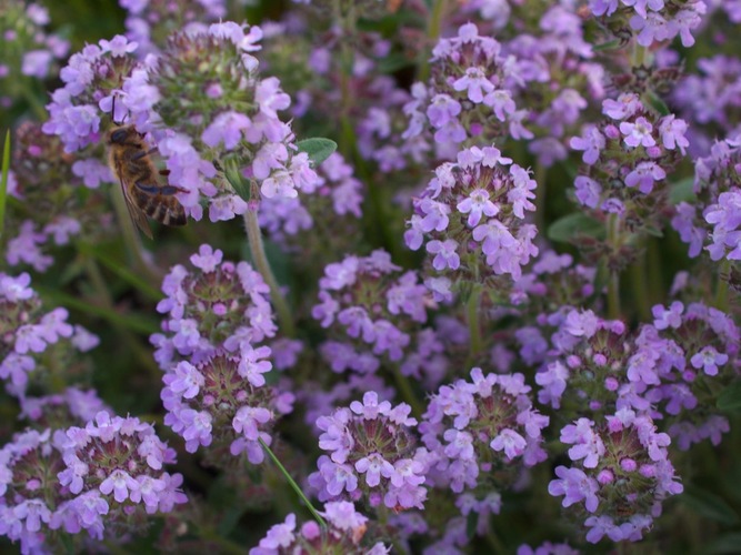 Dúška materina/ Thymus  serpyllum