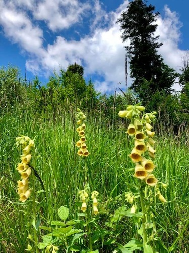 Náprstník  veľkokvetý/ Digitalis grandiflora