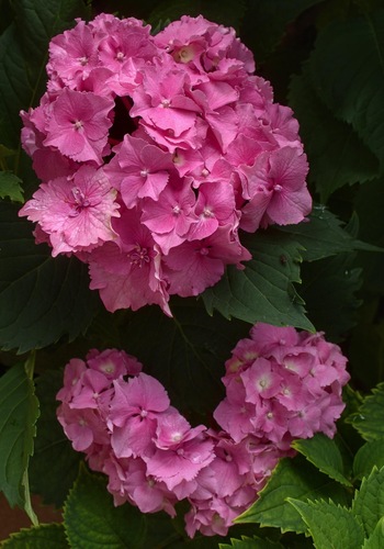 Hortenzia