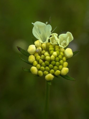 Chrastavec Kitaibelov/Knautia Kitaibelii