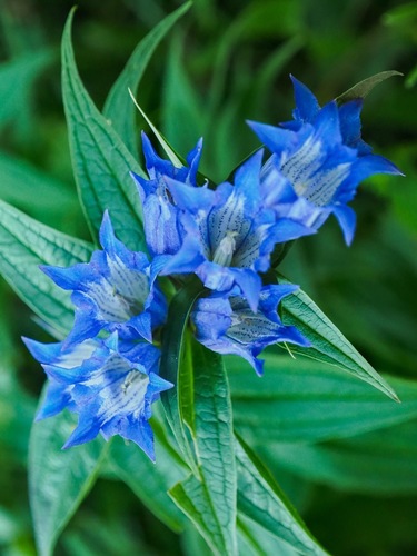 Horec luskáčovitý/Gentiana  asclepiadea