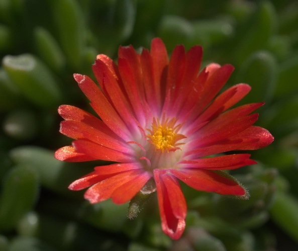 Delosperma