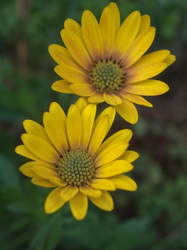 Osteospermum