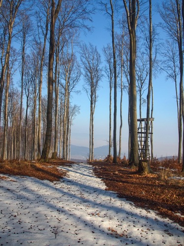 Lesnou  cestičkou