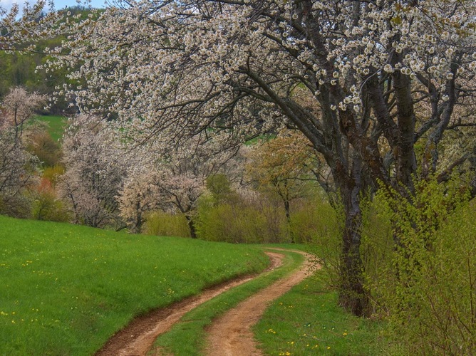 Cestičkou