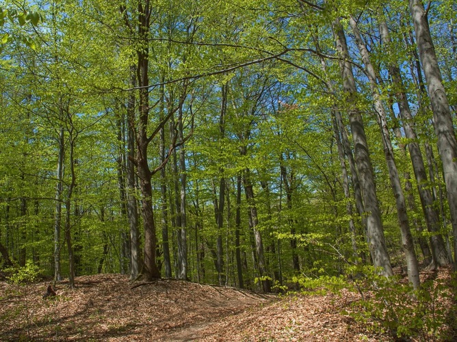 Jarný les 🌿🌿🌿