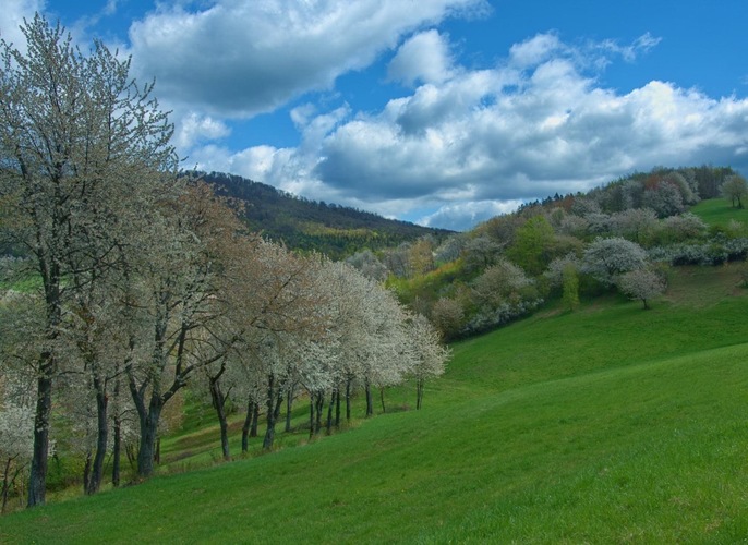 Rozkvitnutá  krajina 