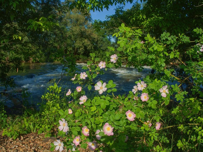 Rozkvitnutý  Hornád 🌿