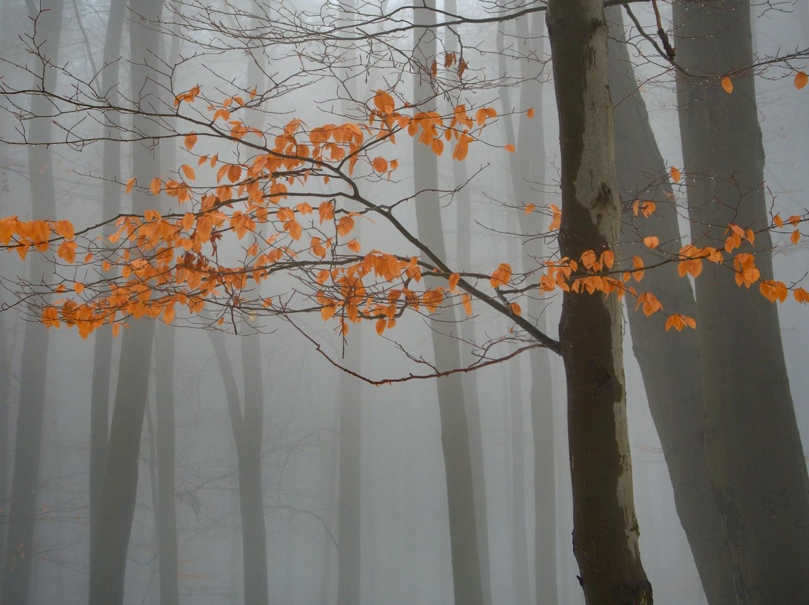 Les zahalený do hmly má svoje čaro🍂🍂🍂