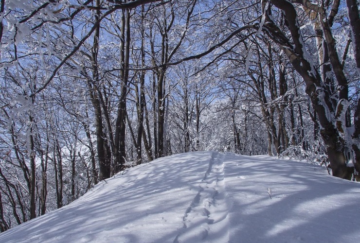 Lesnou cestičkou ❄️⛷❄️