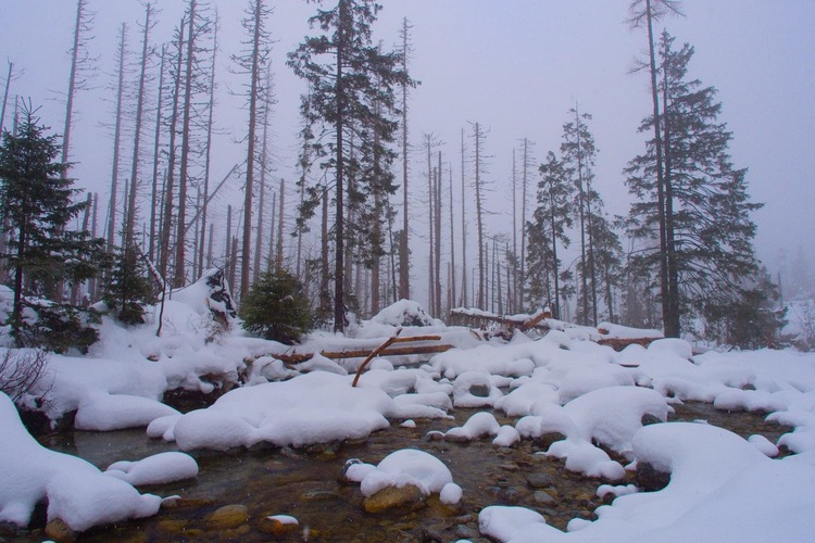 Tatranská  zima ❄️
