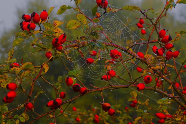Pavučinka babieho leta 🕸