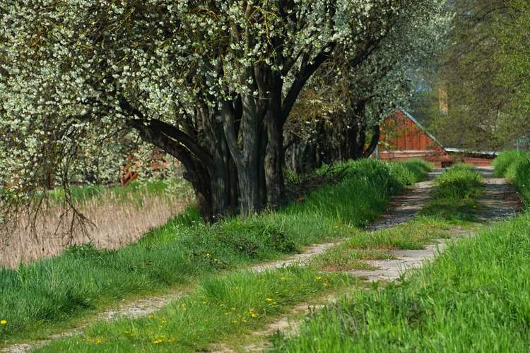 Cestičkou