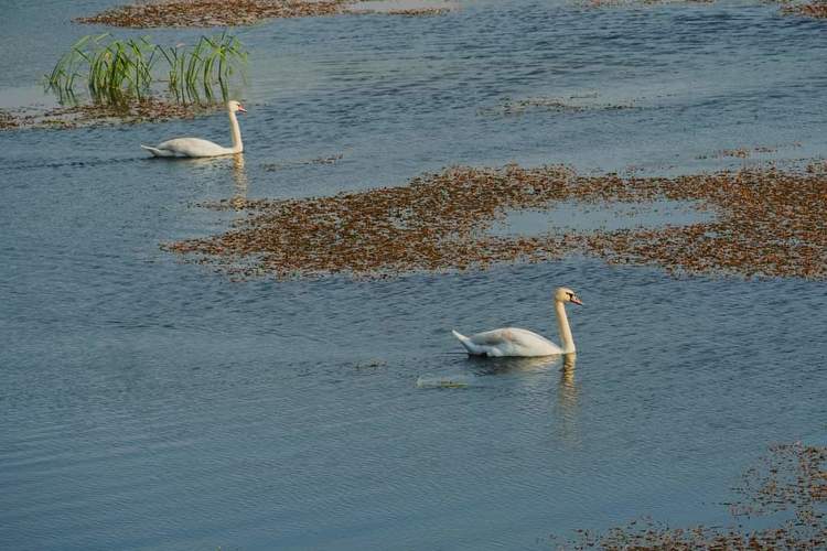 Labute🦢🦢