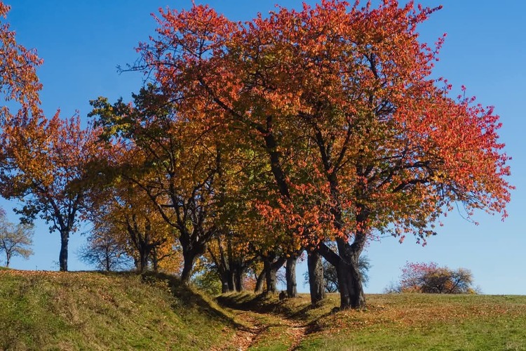 Cestičkou🍂🍂🍂