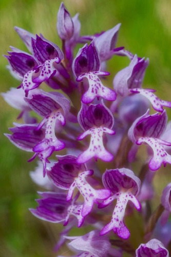 Vstavač vojenský / Orchis militaris