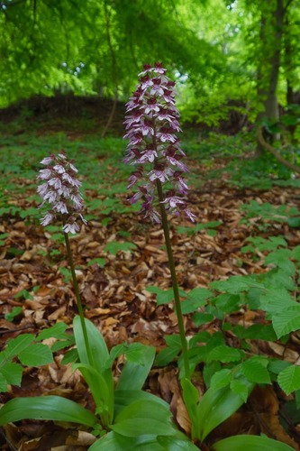 Vstavač purpurový/ Orchis purpurea