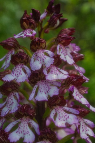Orchis purpurea 