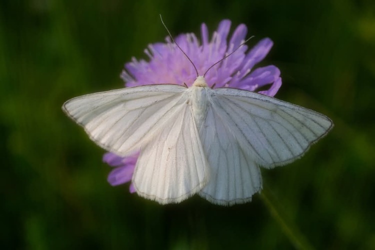 Piadivka žilkovaná /Siona  lineata