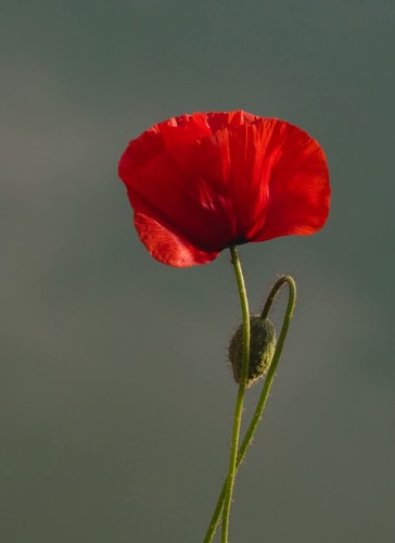 Vlčí mak 🌺